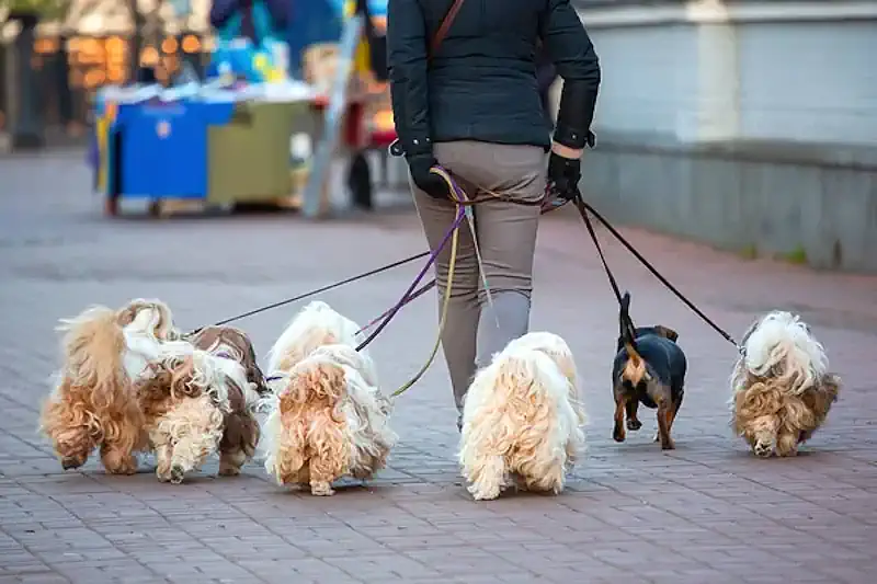 Walking Multiple Dog