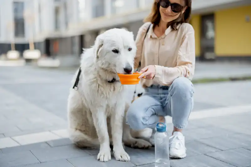 Offering Dog Water During a Walk