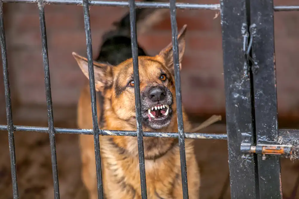 Dog Has Become Aggressive in Shelter