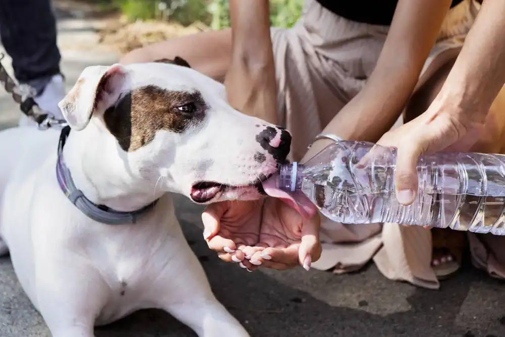 Offering Water to Dog