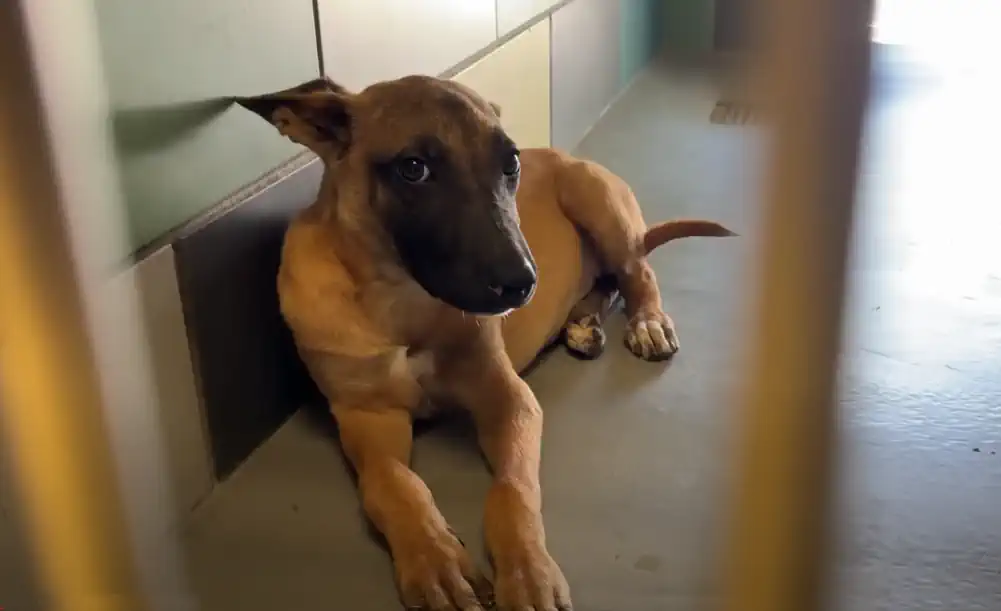 Sad Dog in the Shelter
