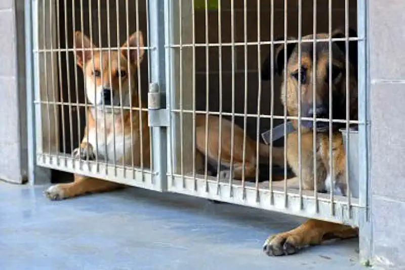 Hopeful Dogs in Tiny Cages