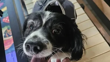 King Louie on the Slatmill