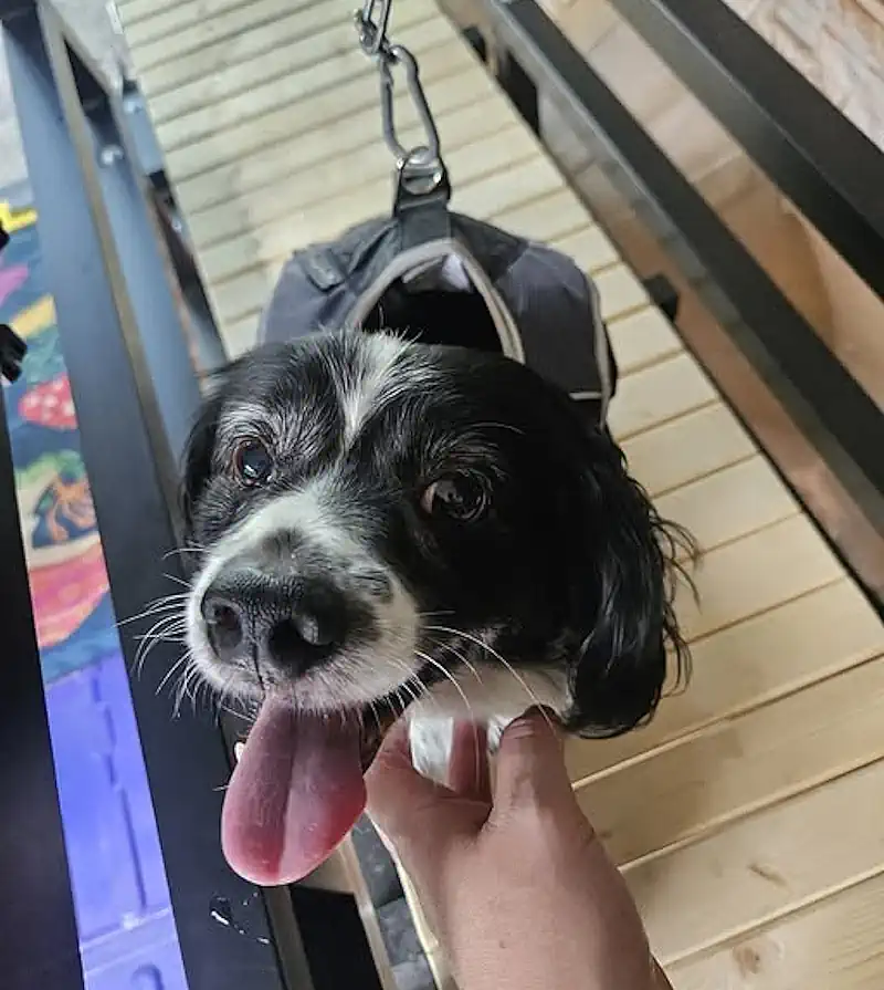 King Louie on the Slatmill