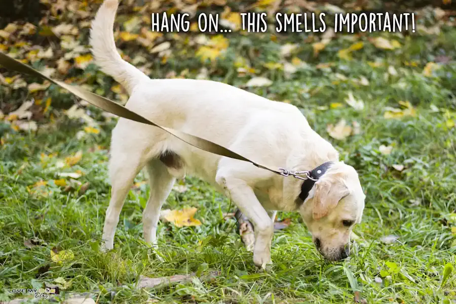 This Smells Important to Dog