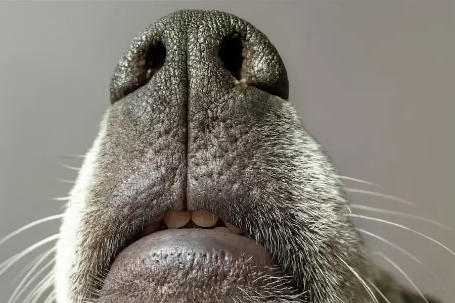A Dog's Philtrum